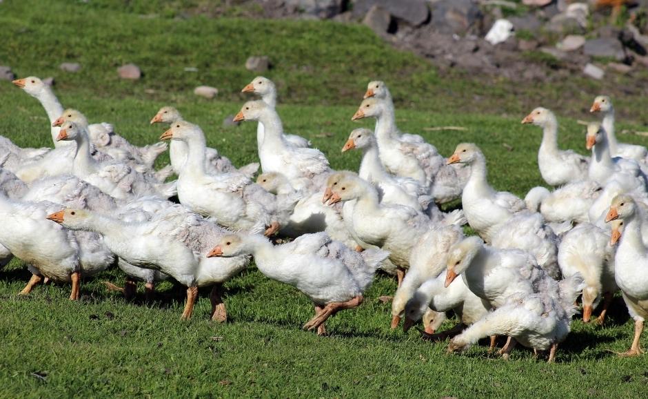 Historical places to visit in Ardahan, Turkey